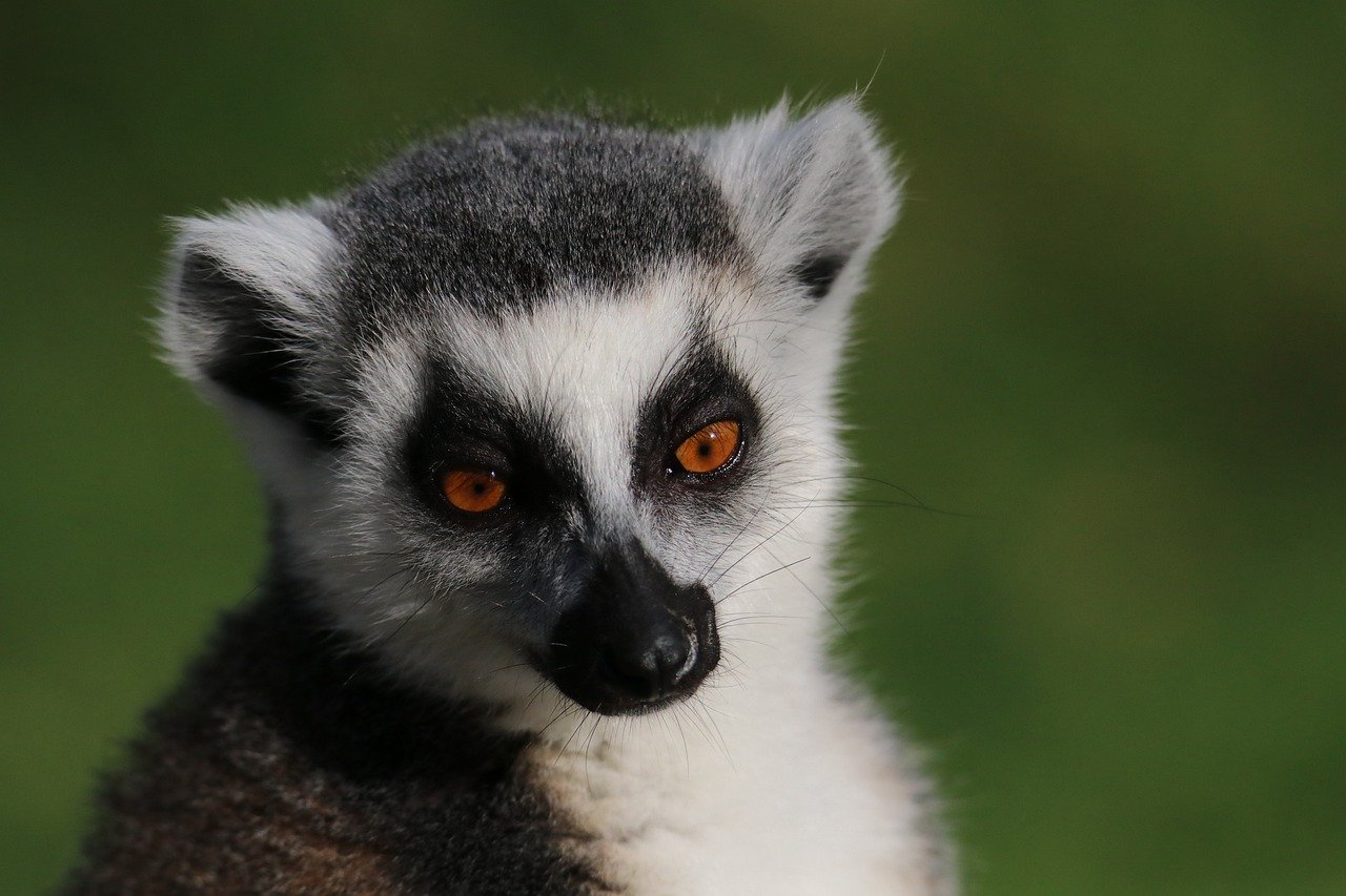 The Philosophy and Science of Preserving Biodiversity
